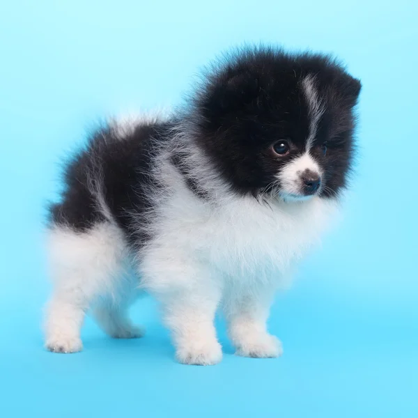 Spitz puppy closeup — Stock Photo, Image