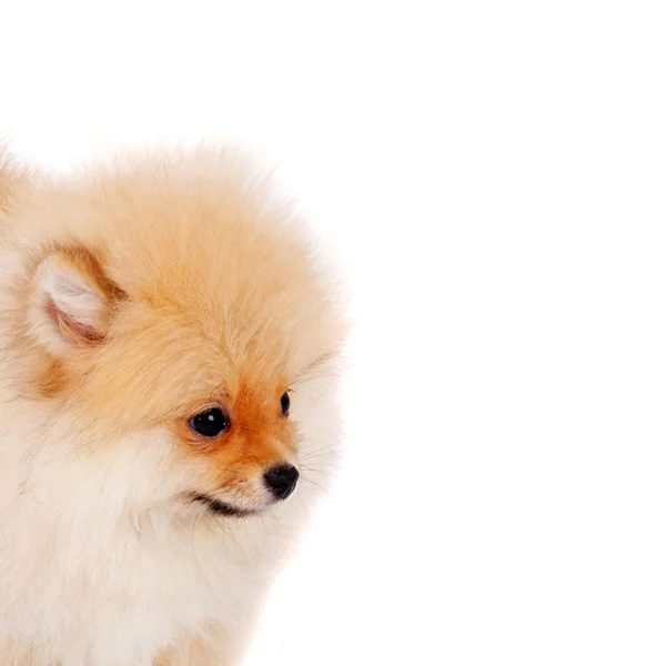 Sweety spitz perro — Foto de Stock
