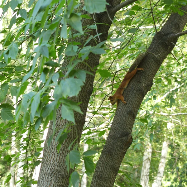 Schattig eekhoorntje — Stockfoto