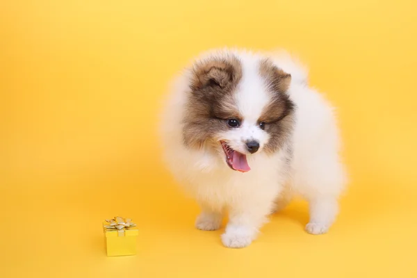 Cachorro y paquete — Foto de Stock