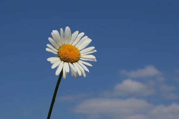 Vackra kamomill blomma — Stockfoto