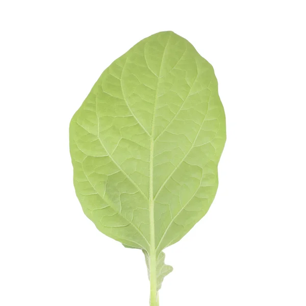 Aubergine sprout closeup — Stock Photo, Image