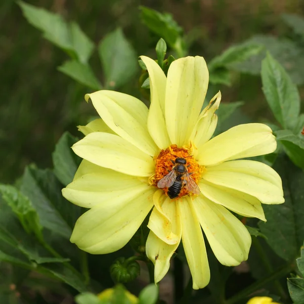 Bumblebee on the yellow flower — Stock Photo, Image