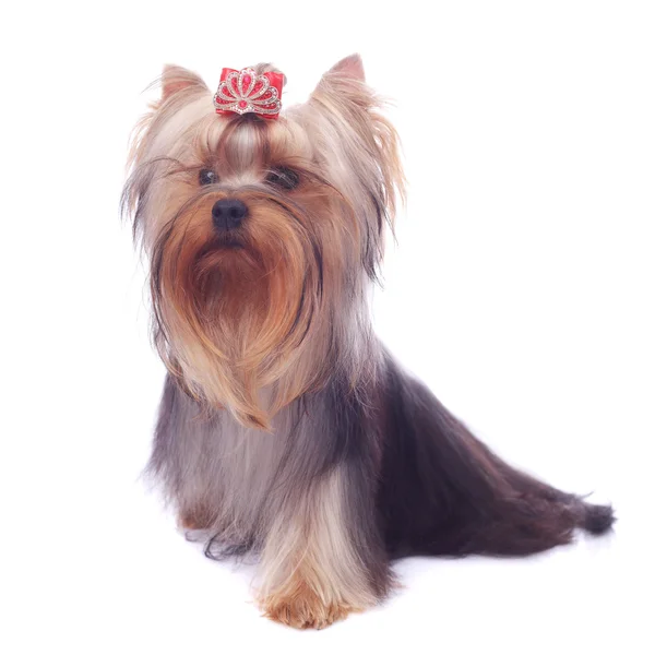 Nahaufnahme eines yorkshire terriers — Stockfoto