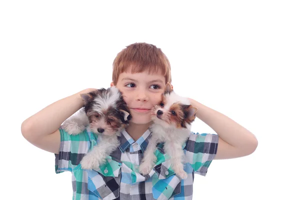 Menino e cachorros — Fotografia de Stock