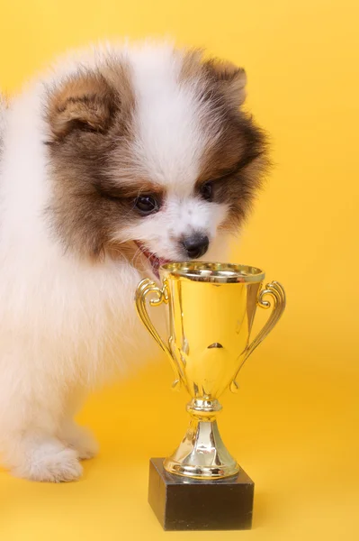 Ganador del cachorro Spitz — Foto de Stock