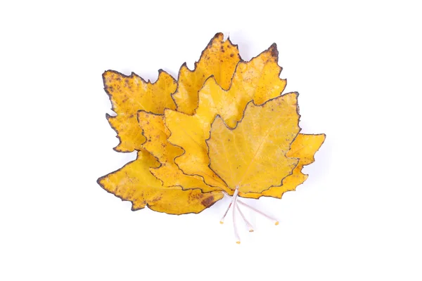 White poplar leaves — Stock Photo, Image