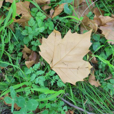 Yeşil çim üzerinde yaprak