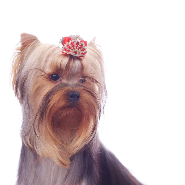 Yorkshire Terrier primo piano — Foto Stock