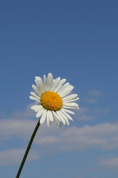 Vackra Kamomill Blomma Över Blå Himmel Bakgrund — Stockfoto