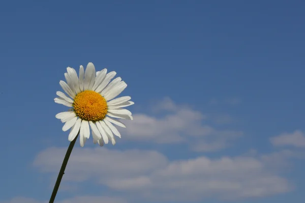 Schöne Kamillenblüte Über Dem Blauen Himmel Hintergrund — Stockfoto