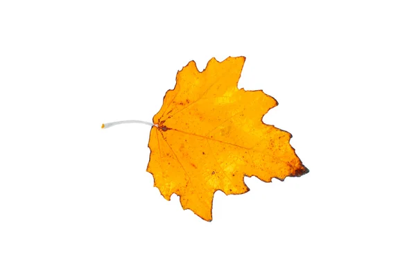 White poplar leaf — Stock Photo, Image