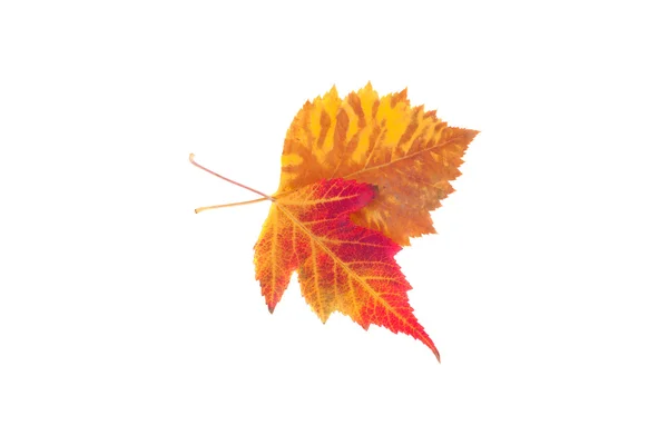 Heldere herfstbladeren — Stockfoto