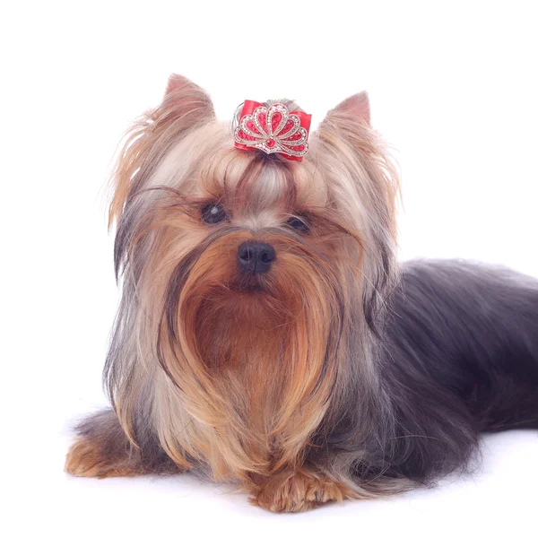 Yorkshire terrier zbliżenie — Zdjęcie stockowe