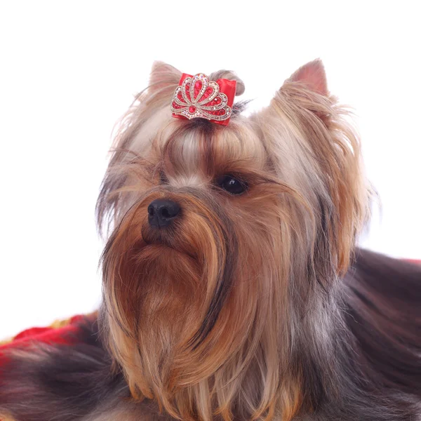 Yorkshire Terrier primo piano — Foto Stock