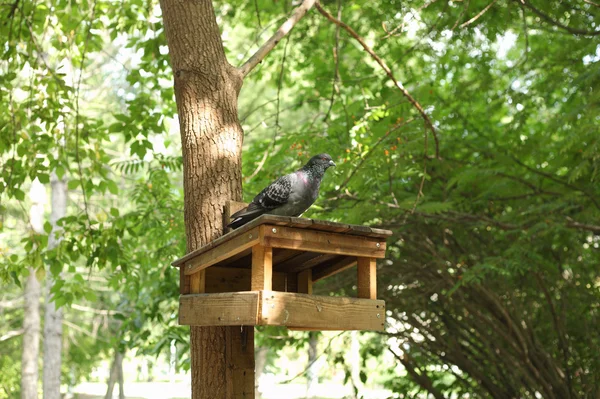 フィーダーの鳩 — ストック写真