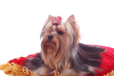 Yorkshire terrier portre