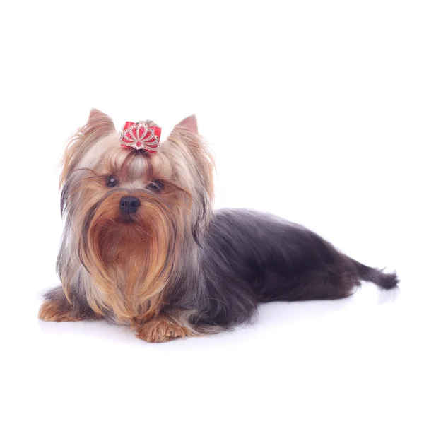 Carino Grazioso Yorkshire Terrier Primo Piano — Foto Stock