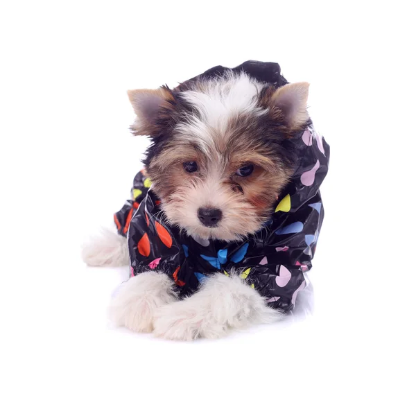 Cute Little Puppy Wearing Clothing — Stock Photo, Image