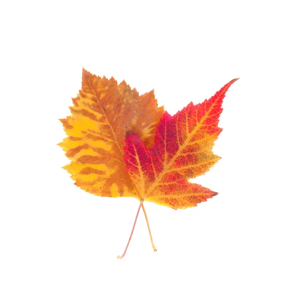 Yellow Red Leaves Closeup — Stock Photo, Image