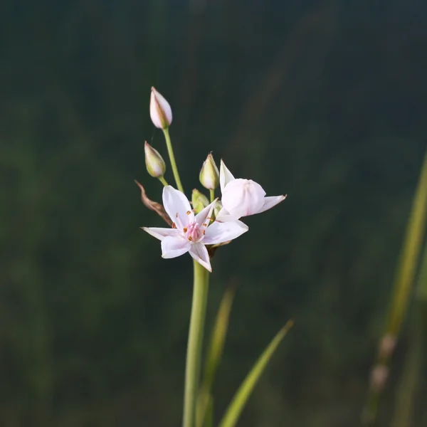 Bellissimo Fiore Sulla Superficie Del Lago — Foto Stock