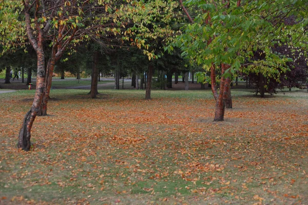 Cores do parque de outono — Fotografia de Stock