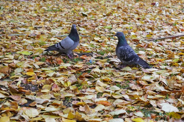 黄色の秋に つの鳩葉背景 — ストック写真