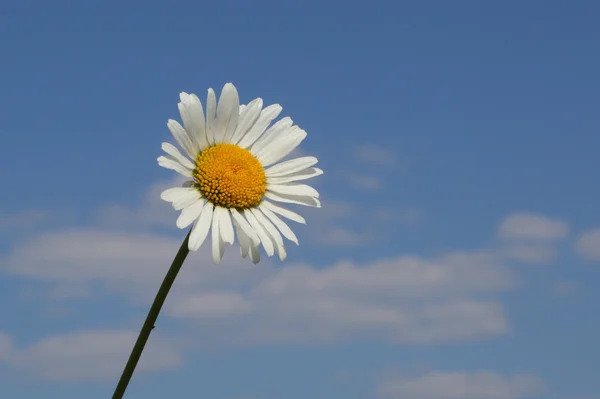 Bel Fiore Camomilla Sullo Sfondo Cielo Blu — Foto Stock