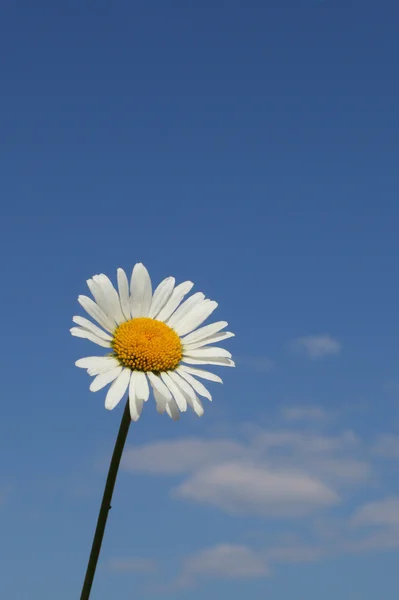 Hermosa Flor Manzanilla Sobre Fondo Del Cielo Azul —  Fotos de Stock