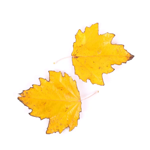Тополя біла листя — стокове фото