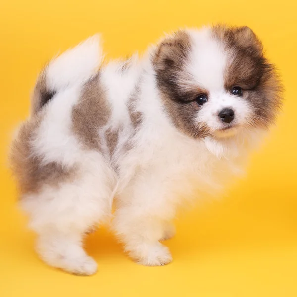 Carino Sorridente Piccolo Spitz Cucciolo Primo Piano — Foto Stock