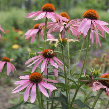 Bumblebee pembe çiçekler üzerinde