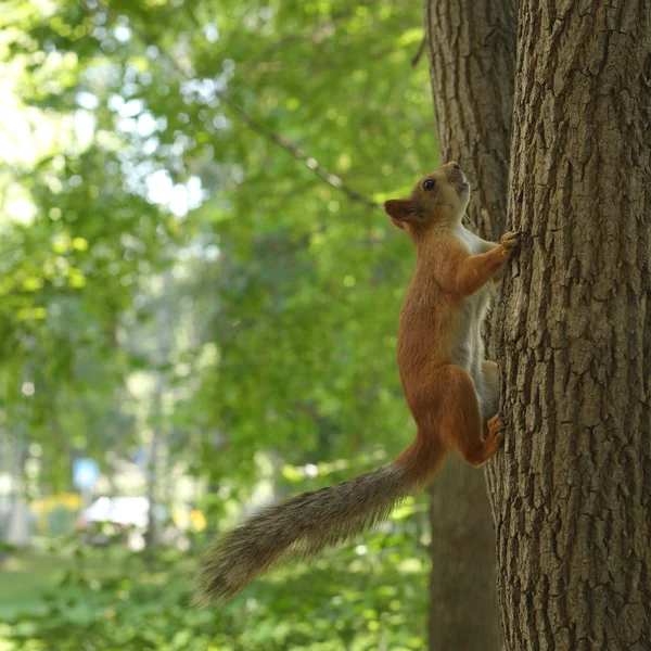 Esquilo pequeno bonito — Fotografia de Stock
