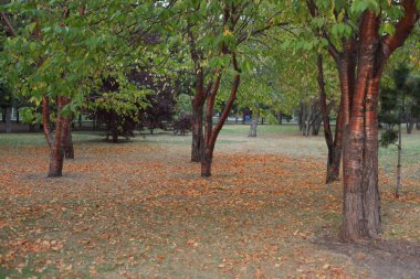 Sonbahar park portre