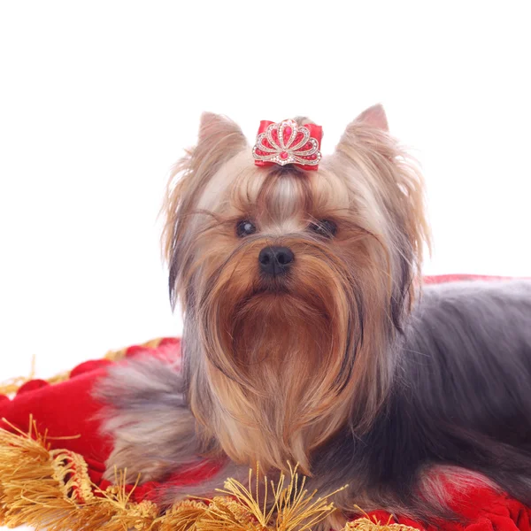 Carino Grazioso Yorkshire Terrier Sul Cuscino Rosso Brillante — Foto Stock