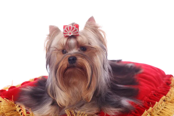 Carino Grazioso Yorkshire Terrier Sul Cuscino Rosso Brillante — Foto Stock