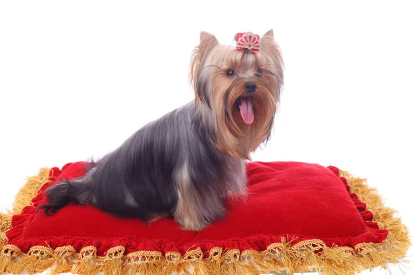 Yorkshire Terrier close-up — Fotografia de Stock