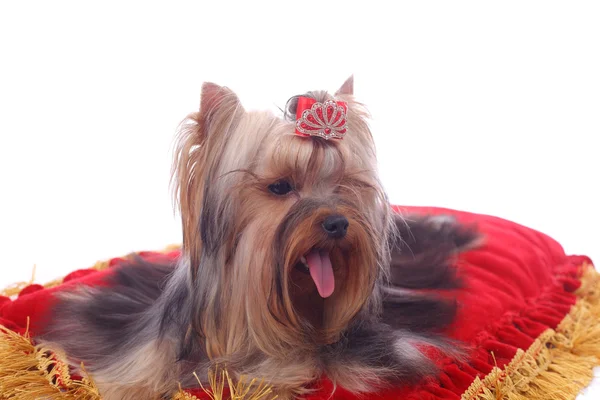 Aranyos Szép Yorkshire Terrier Világos Piros Párna — Stock Fotó