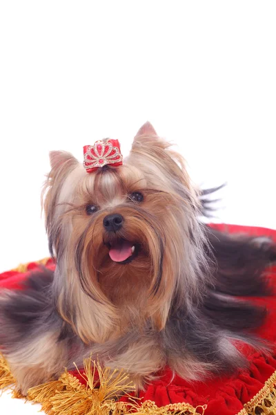 Yorkshire terrier zbliżenie — Zdjęcie stockowe