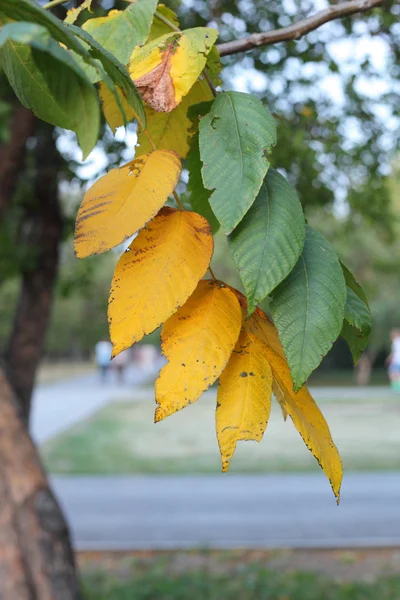 Green and yellow — Stock Photo, Image