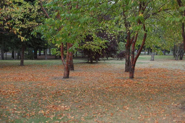 Ljusa Färger Höst Parken — Stockfoto