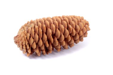 büyük çam kozalağı