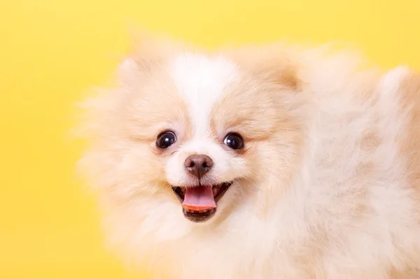 Pequeño cachorro spitz — Foto de Stock