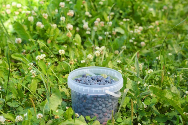 Geißblatt-Pflanze mit Beeren — Stockfoto