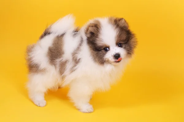 Pequeño cachorro spitz — Foto de Stock