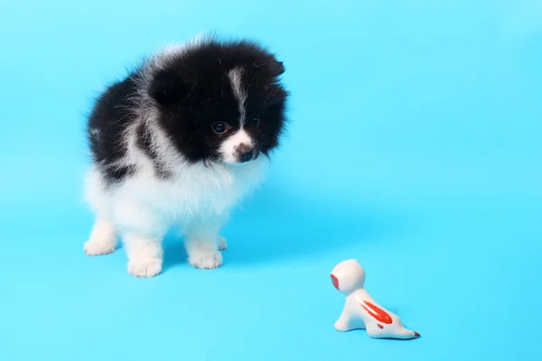 Poco sorprendido spitz — Foto de Stock