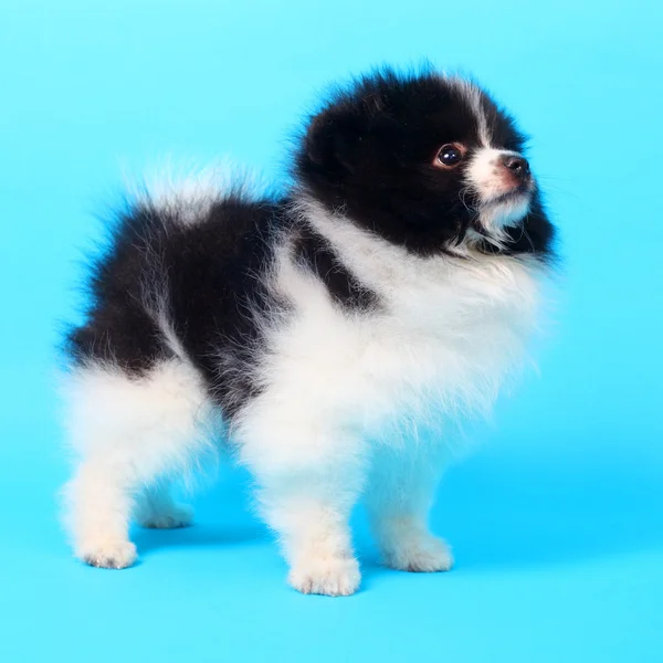 Spitz puppy closeup — Stock Photo, Image