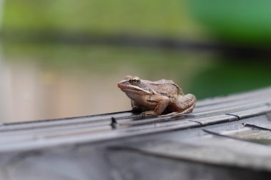 sevimli küçük kurbağa