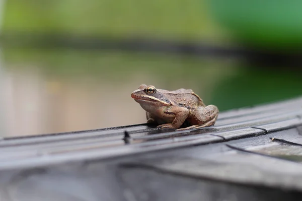 Schattige kleine kikker — Stockfoto