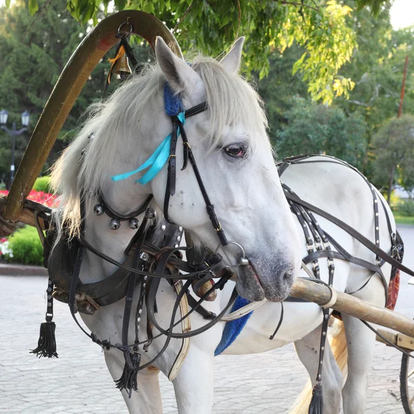 Cavalo branco no parque — Fotografia de Stock